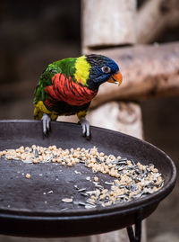 Close-up of parrot perching on bird feeder