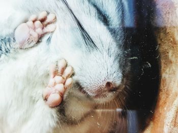 Close-up of cat sleeping