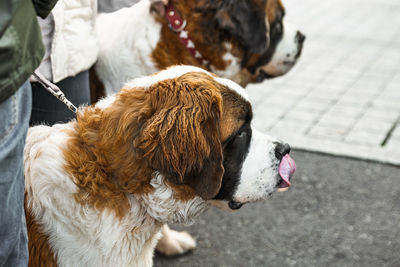 Two large st. bernard on a leash with the owner