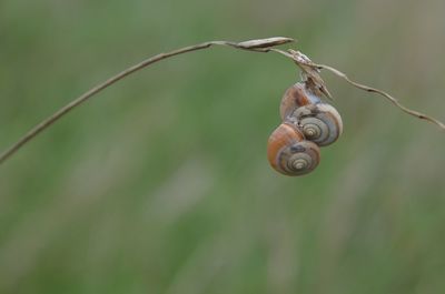 Close-up of snails on branch