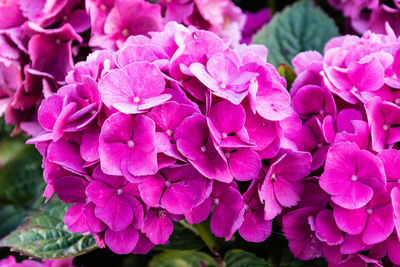 Close-up of pink hydrangea blooming outdoors
