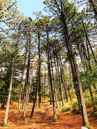 Low angle view of bamboo trees in forest