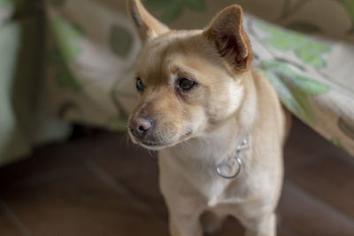 High angle view of dog looking away