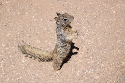 High angle view of squirrel on land