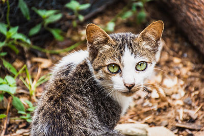 Close-up portrait of a cat