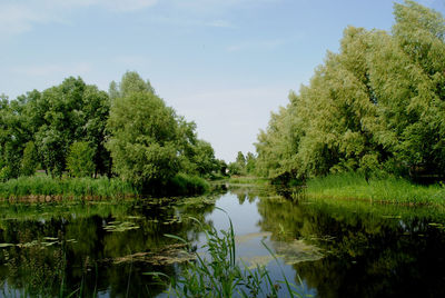 Scenic view of lake in forest against sky