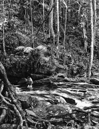 Trees in forest