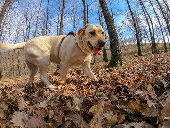 Dog standing on field during autumn