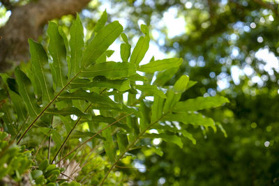 Close-up of wet plant leaves