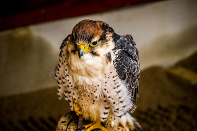 Close-up portrait of owl