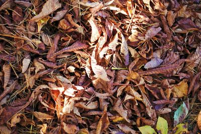 Full frame shot of dried autumn leaves on field