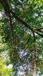 Low angle view of trees in forest