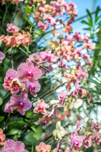 Close-up of pink flowers