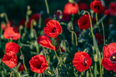 Close-up of red poppies on field