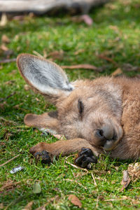 Cute sleeping young joey kangaroo close up  sleeping in the sun