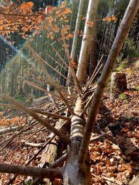 High angle view of bamboo trees in forest