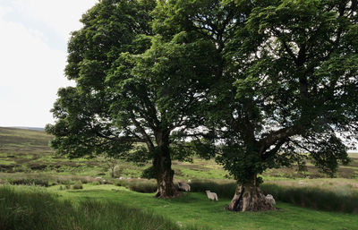 Trees on field against sky