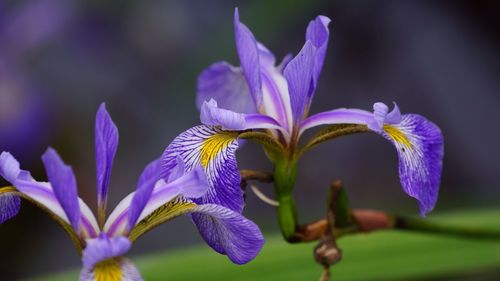 Close-up of purple flowers