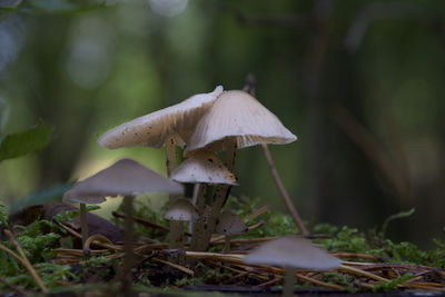 Close-up of mushroom growing on field