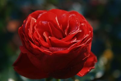 Close-up of red rose