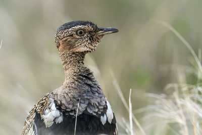 Close-up of a bird looking away