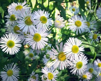 Close-up of white daisy blooming outdoors