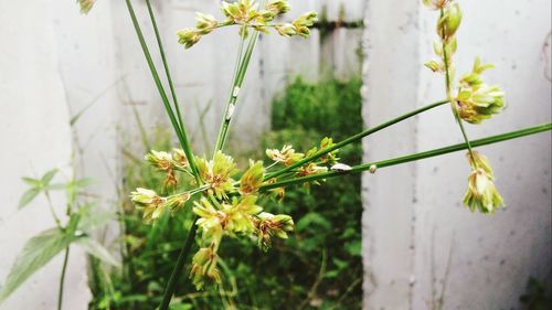 Close-up of plant growing in backyard