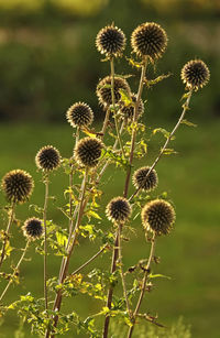 Close-up of wilted plant on field