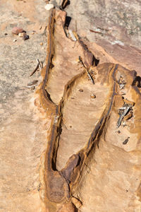 Close-up of lizard on tree trunk