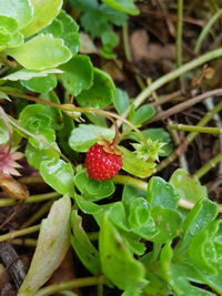 Close-up of strawberries growing on plant