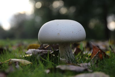 mushroom