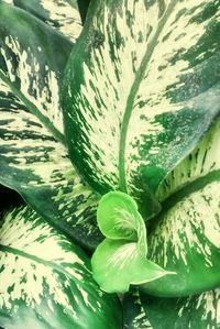 Close-up of green leaves