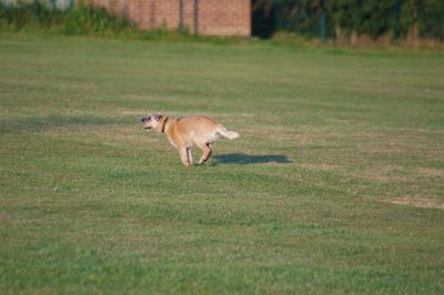 Dog running in grassy field