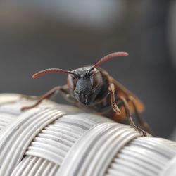 Close-up of insect on white surface