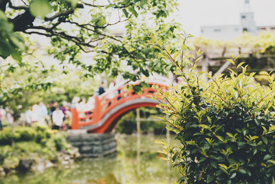 View of flowering tree by building