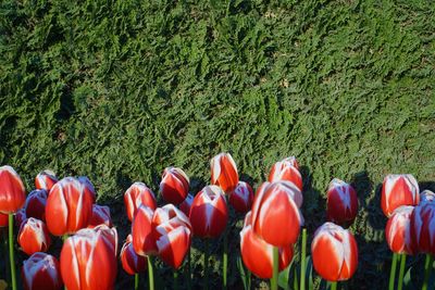 Tulips growing on field