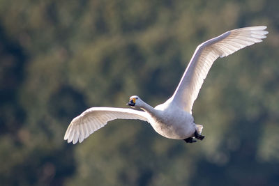 Goose flying in mid-air