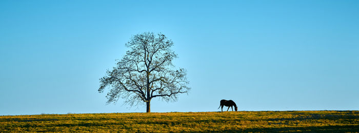 Horses grazing on field against clear blue sky
