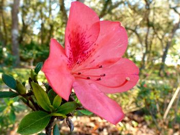 Close-up of pink flower blooming outdoors