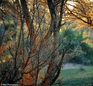 Bare trees against sky