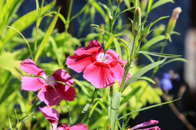 Close-up of pink flowering plant