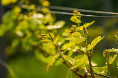 Crops of grape plants cultivated for wine. spring time in austrian vineyards. south styria 