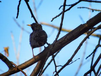 Low angle view of bird perching on tree against sky