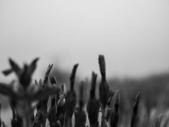 Close-up of stalks in field against clear sky