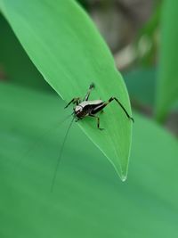 Close-up of insect on leaf