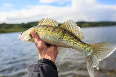 Midsection of fishermen holding walley fish over water