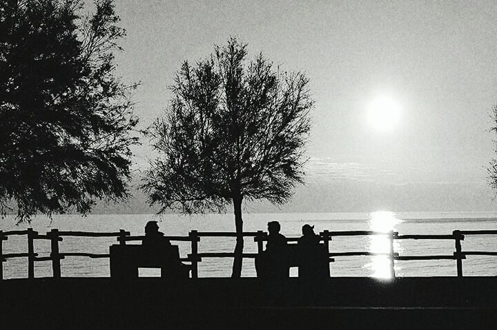 SILHOUETTE OF TREES BY SEA