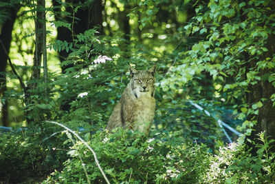 Portrait of sheep in a forest