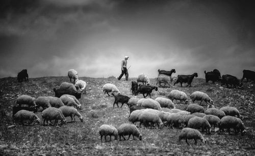 Flock of sheep grazing in field