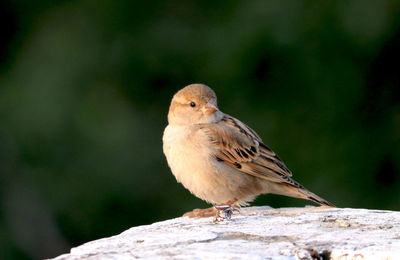 Close-up of bird perching on wood
